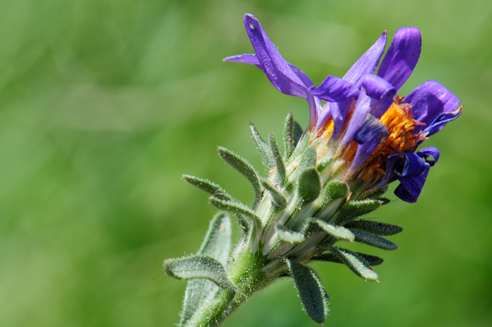 Mesa Tansyaster has large green linear bracts that surround the flowering heads as shown in the photo. Machaeranthera tagetina